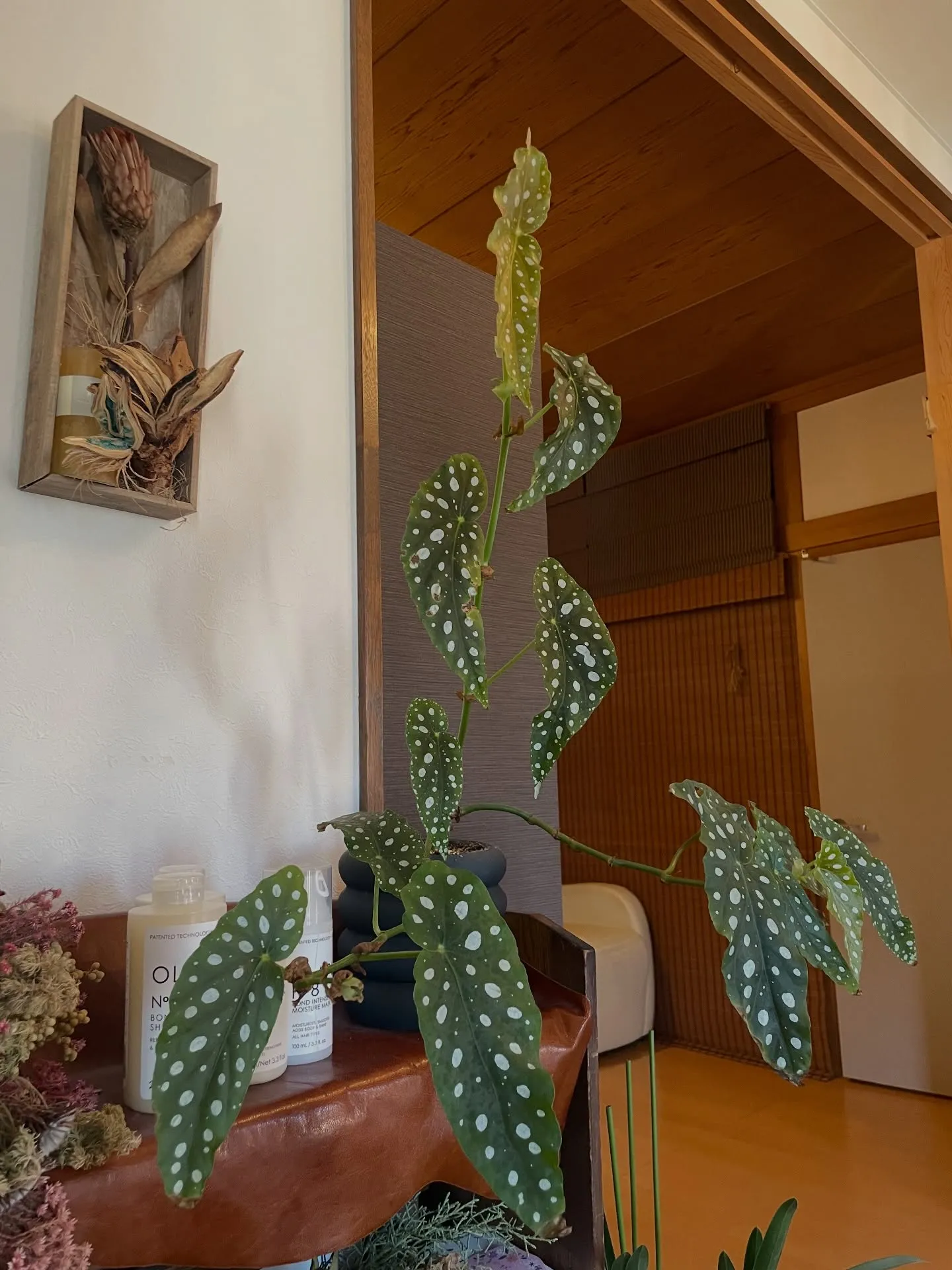 【4月になりました】