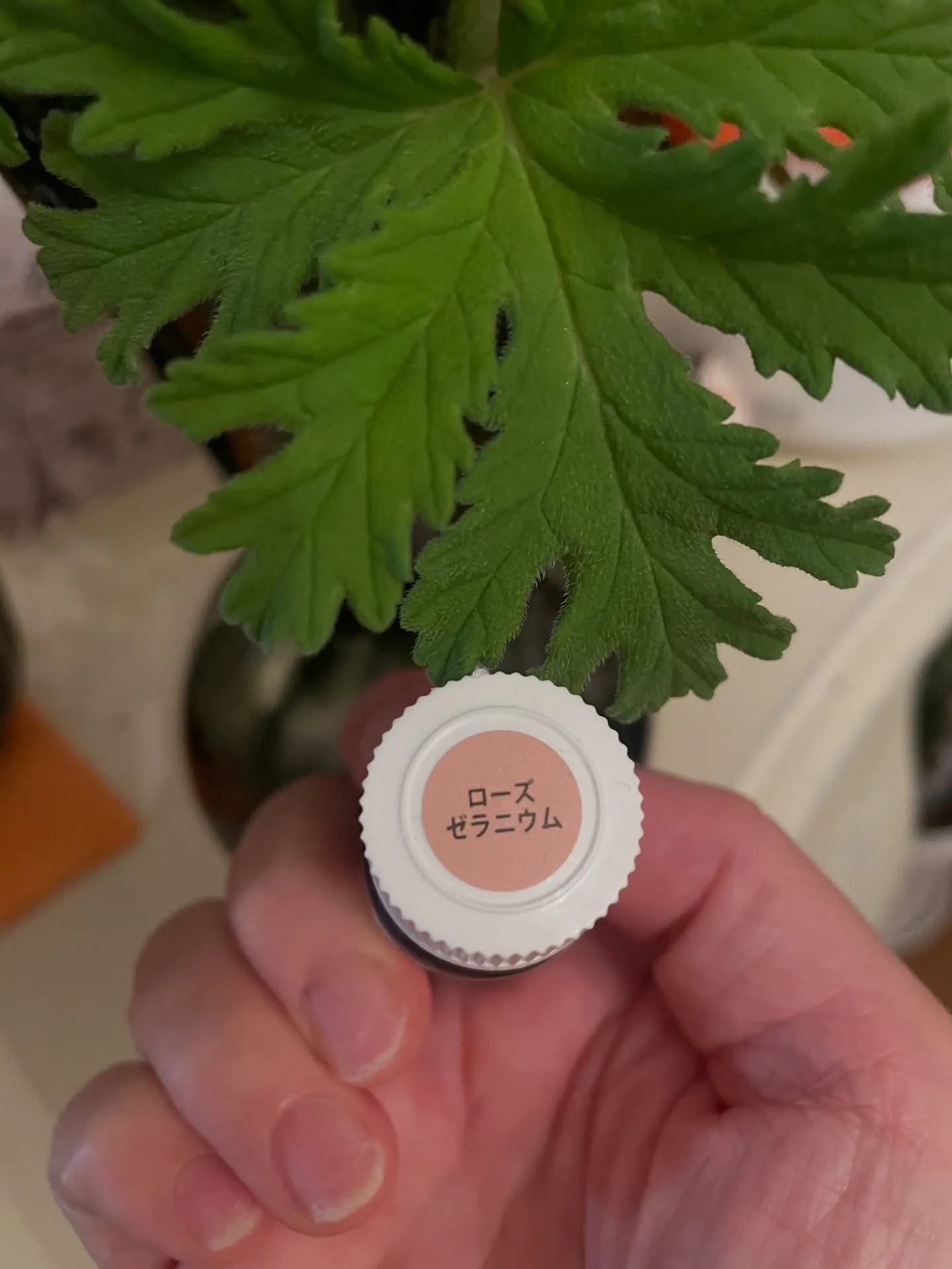 【選べるアフターティー🫖】