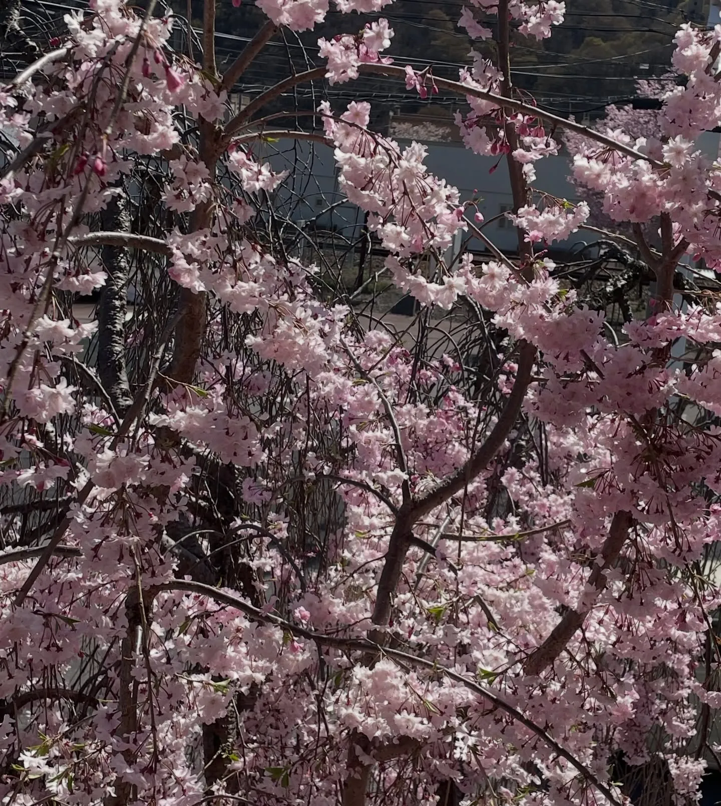 【アロマワークショップ】