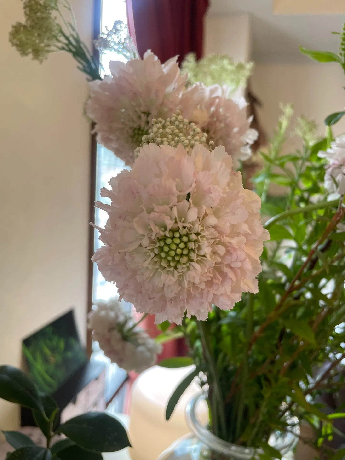 【今週のお花たち】