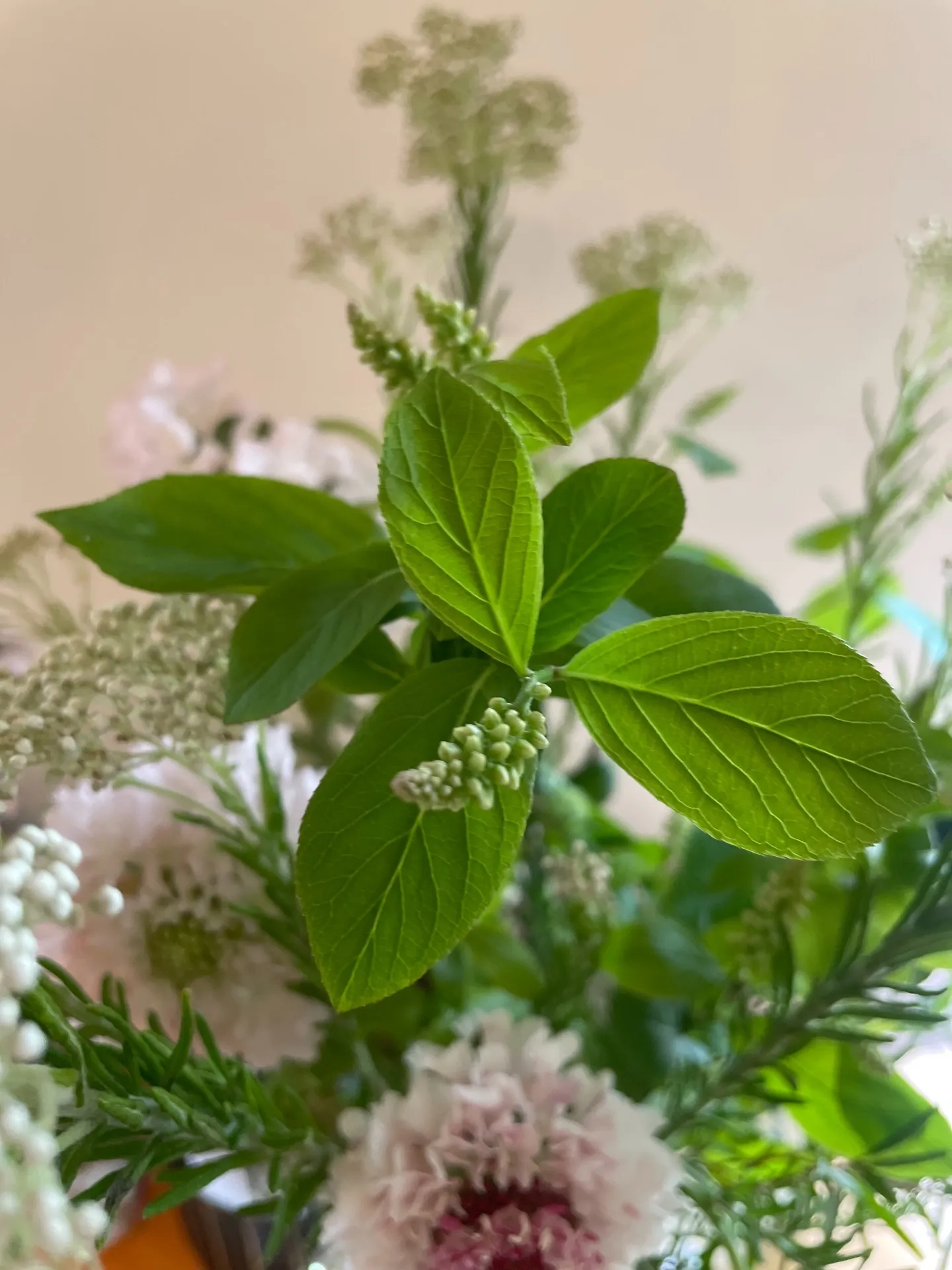 【今週のお花たち】