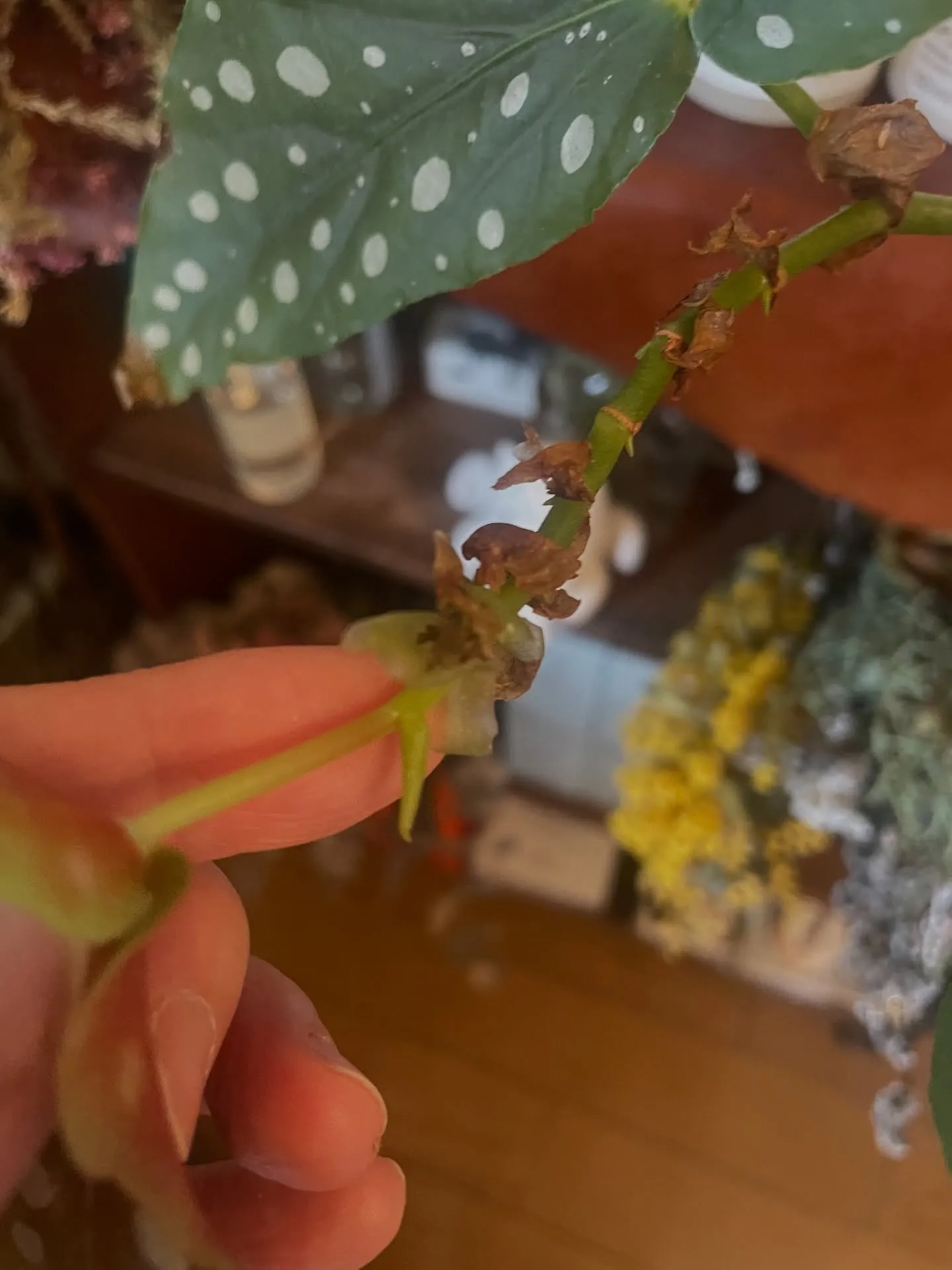 【今週のお花たち】